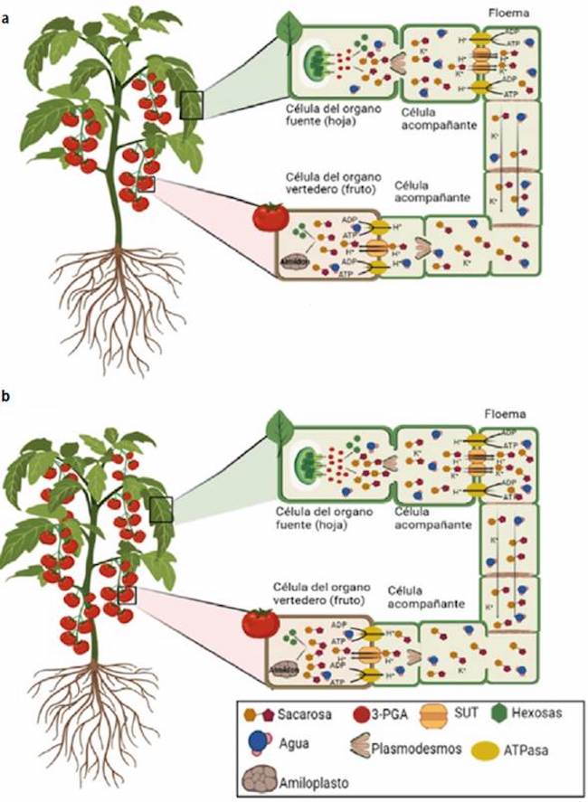 Efecto de la relación de órganos fuente/vertedero sobre la distribución de fotoasimilados en plantas de tomate (S. lycopersicum). 1a: condición de baja relación fuente/vertedero y 1b: condición de alta relación fuente/vertedero.