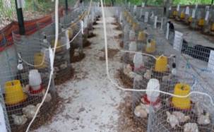 Distribuci&oacute;n de los tratamientos. 