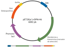 Constructo plasm&iacute;dico pET28(a+) conteniendo el promotor inducible por IPTG (lacl), un cassete de resistencia a la Kanamicina como marcador de selecci&oacute;n; y la secuencia de rOPN bovina en su forma madura y una cola de seis histidinas (6xHis) adicionada en la parte N-terminal de la OPN.