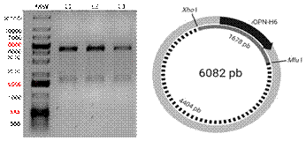 Digesti&oacute;n enzim&aacute;tica con XhoI y MluI de los pl&aacute;smidos extra&iacute;dos a partir de cultivos de colonias seleccionadas en placas de agar con Kanamicina. El tama&ntilde;o de cada fragmento visualizado en geles de agarosa al 0.8% (lado izquierdo) corresponde a los tama&ntilde;os esperados seg&uacute;n el mapa de restricci&oacute;n del constructo pET28(a+)-rOPN-H6 (lado derecho). MW: Marcador de peso Gene Ruler (300-20000 pb); y L1-L3: Pl&aacute;smidos digeridos con las enzimas de restricci&oacute;n extra&iacute;dos de las colonias positivas.