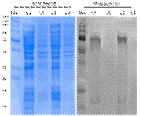 Electroforesis en geles de poliacrilamida (SDS-PAGE) y Western Blot de las fracciones solubles (L1 y L3) e insolubles (L2 y L4) extra&iacute;das de cultivos de BL21STAR, transformadas con pET28(a+)-rOPN-H6. Los cultivos se realizaron a 37 &deg;C y la producci&oacute;n se realiz&oacute; durante 3 h, previa inducci&oacute;n con IPTG 0.1 mM (L1 y L2) y 1.0 mM (L3 y L4). Mw: marcador de peso molecular con rango entre 10 y 250 kDa.