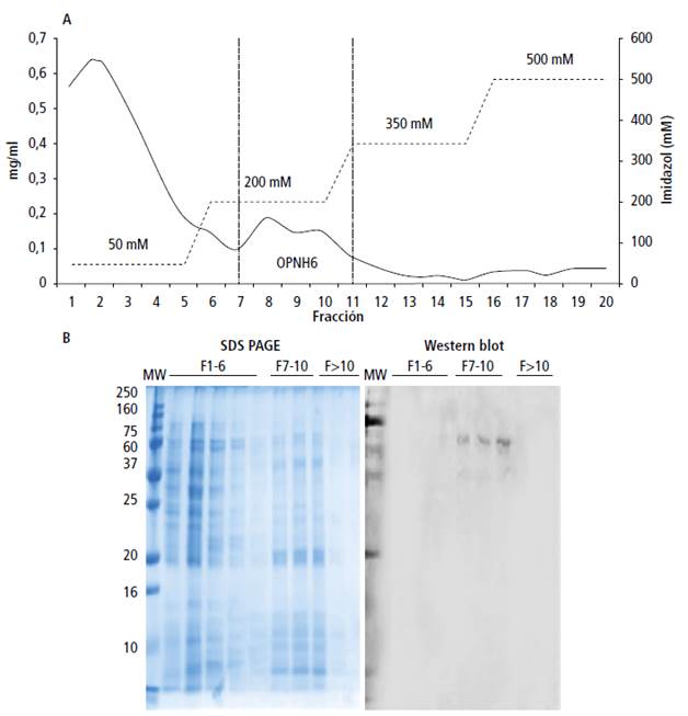 Purificaci&oacute;n de rOPN-H6 mediante columnas de afinidad a la histidina. A) Separaci&oacute;n en fracciones usando diferentes concentracione de imidazol, y B) electroforesis en geles de poliacrilamida (SDS-PAGE) y Western Blot de las fracciones elu&iacute;das (F) a trav&eacute;s de la columna de afinidad. Mw: marcador de peso molecular con rango entre 10 y 250 kDa.
