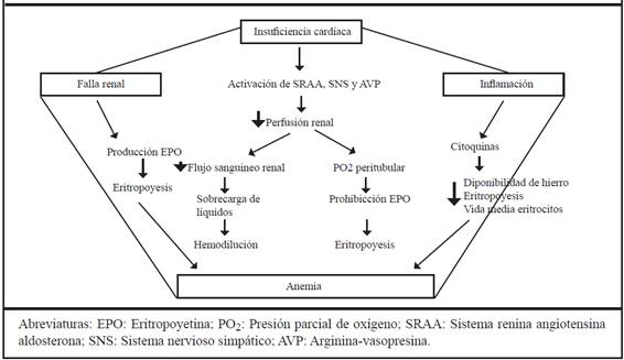 Relación entre anemia, falla renal e insuficiencia cardíaca: posibles mecanismos de reducción y deterioro en la producción de eritropoyetina