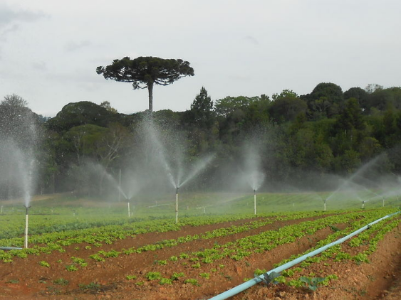 Irrigação por Aspersão
