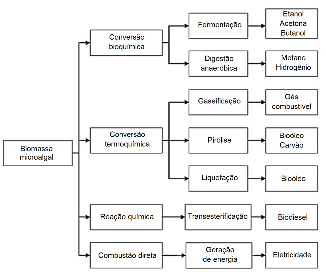Diferentes tipos de uso energ&eacute;tico para a biomassa microalgal.