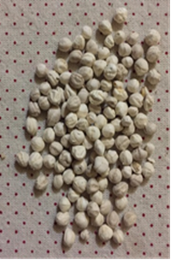 Sementes de Moringa Oleífera descascadas