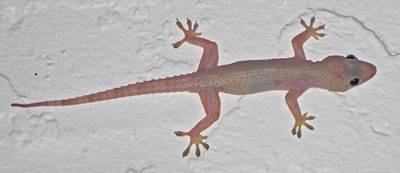 Hemidactylus mabouia