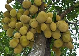 Artocarpus heterophyllus