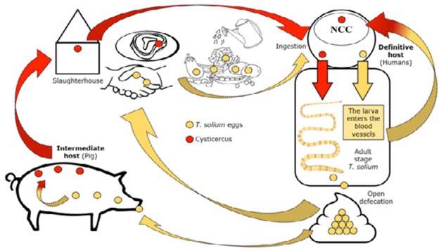 Life cycle of the teniasis/cysticercosis complex.