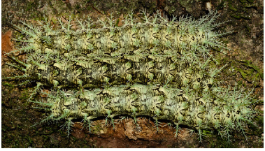 Lonomia obliqua larva.