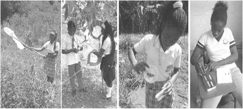 Colecta y montaje de Lepidópteros en la etnogranja la Valentina.