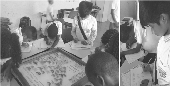 Identificación de lepidópteros colectados en la Etnogranja la Valentina.