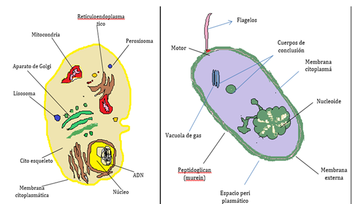  Im�genes de c�lulas enviadas por Jenny