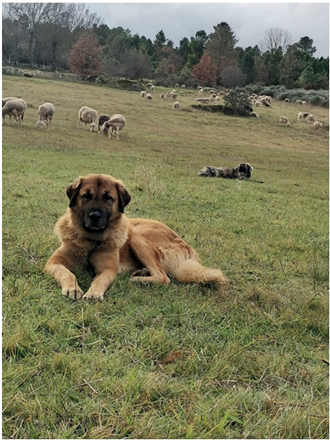 O c�o pastor a guardar o rebanho.