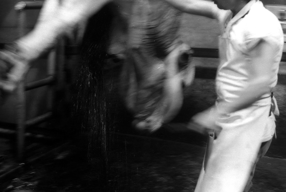 "Mataderos". Serie negra (1998-1999). Fotograf&iacute;a blanco y negro. Ilford film ASA 400 sobre papel fotogr&aacute;fico Ilford y Agfa