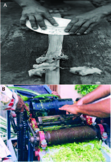 M�todos para la extracci�n de fibras: extracci�n manual (A), extracci�n mec�nica (B)