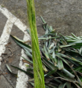 Fibras obtenidas posterior al proceso de decorticaci�n