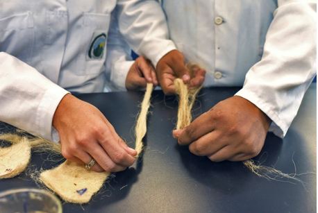 Fibras cardadas (izquierda) y fibras posteriores al tratamiento (derecha)