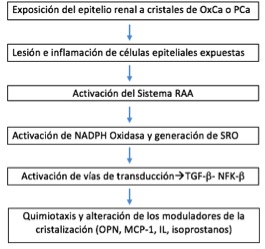 Vías de señalización asociadas a la formación de litiasis renal Tomada y adaptada de Saeed Khan25