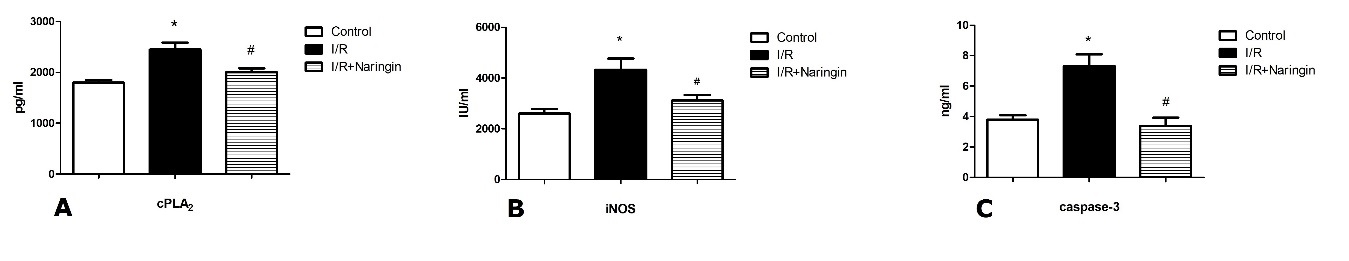 2A Effect of naringin on IR induced cPLA2 expression n8 2B Effect of naringin on IR induced iNOS expression n8 2C Effect of naringin on IR induced cleaved caspase3 n8