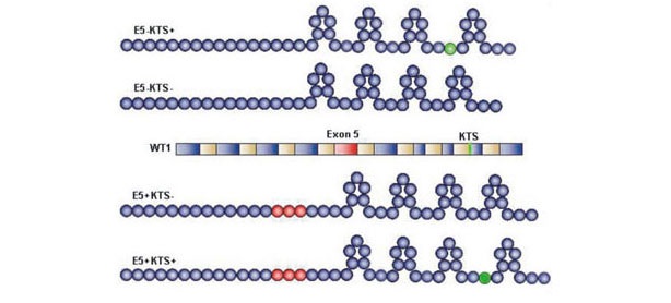 Gen   WT1 y cadenas aminoacdicas correspondientes a las isoformas normales   de la protena WT1 en el centro de la figura se muestra el gen WT1 con   los exones 1 2 3 4 6 7 8 y 10 en azul exn 5 en rojo y exn 9 con   intrn 9 en azul y verde respectivamente verde es lo que corresponde   en el gen a la codificacin del tripptido KTS Las cadenas   aminoacdicas de la parte superior de la figura son las isoformas   proteicas que no contienen el exn 5 la primera contiene KST la   segunda no Las cadenas aminoacdicas de la parte inferior de la figura   son las isoformas proteicas que s contienen el exn 5 la tercera no   contiene KTS la cuarta s Fuente Rev Haban Cienc Md 201110221323