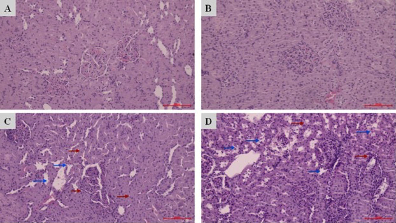 Kidney tissues sections of groups