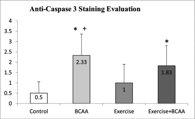 Caspase 3 immunohistochemical staining assessment (*p=<0.05 compared to Control group, + p=<0.05 compared to Exercise group)
