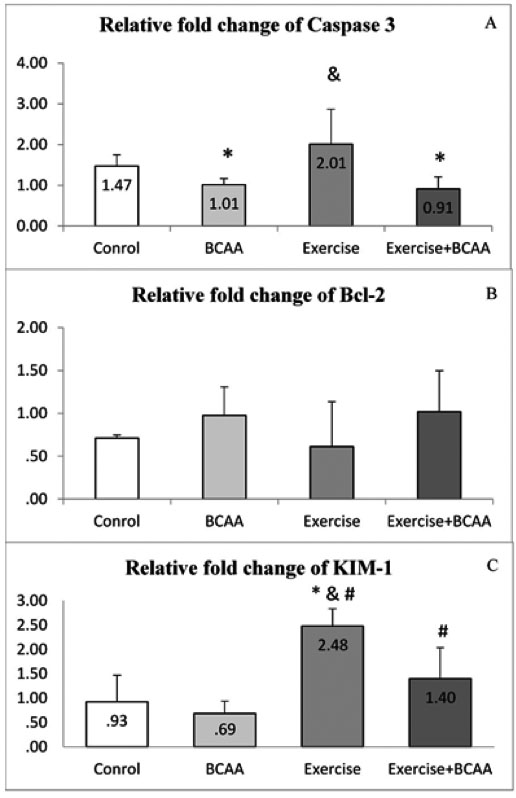 Between group changes in the gene expression levels of Caspase 3