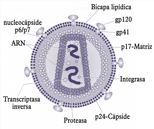 Estructura del VIH