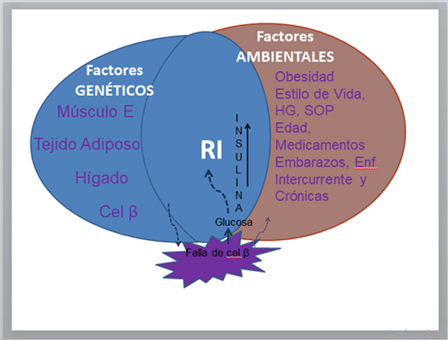 Interrelaci&oacute;n de factores gen&eacute;ticos y ambientales. Modificado y traducido de Kenneth Cusi, 2009, Clin Liver Dis 13:545-5635. M&uacute;sculo E: M&uacute;sculo Esquel&eacute;tico, Cel β: c&eacute;lulas β, HG: H&iacute;gado graso, SOP: s&iacute;ndrome de ovario poliqu&iacute;stico, RI: resistencia a la insulina