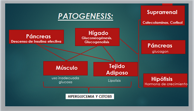 Cuando la concentraci&oacute;n de insulina disminuye, se incrementa la acci&oacute;n de hormonas contrarreguladoras (catecolaminas, cortisol, glucag&oacute;n, hormona de crecimiento) Aunque la paciente no coma (no aporte hidratos de carbono a este ciclo, estas hormonas intentan incrementar la glucemia (mediante 3 v&iacute;as: incremento de la gluconeog&eacute;nesis, incremento de la glucogenolisis, disminuci&oacute;n del ingreso de la glucosa a los tejidos perif&eacute;ricos) esto &uacute;ltimo tambi&eacute;n debido al incremento de los &aacute;cidos grasos libres que llegan del tejido adiposo (lipolisis) y la oxidaci&oacute;n de &aacute;cidos grasos a nivel hep&aacute;tico lo que favorece el desarrollo de cuerpos cet&oacute;nicos - cuya acumulaci&oacute;n resulta en cetonemia, acidosis metab&oacute;lica y finalmente CETOACIDOSIS DIAB&Eacute;TICA. Adem&aacute;s se produce diuresis osm&oacute;tica (glucosuria), que lleva a la deshidrataci&oacute;n y a la p&eacute;rdida de peso.