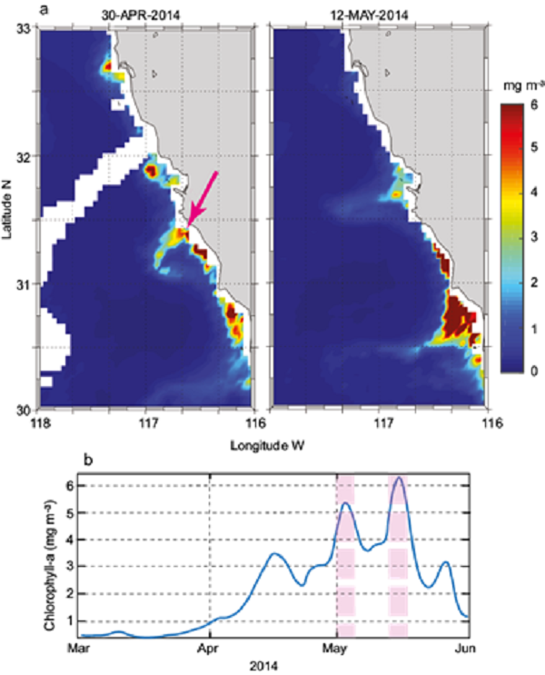 (a) Daily images of satellite chlorophyll-a (mg
								m-3) for April 30 and May 12, 2014. (b) Time series of
							satellite chlorophyll-a at the near shore point
							indicated by the arrow in (a). Colored dashed lines indicate the periods
							of SAw discussed in Figures 6 and
								7.