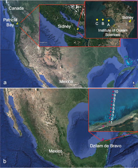 Sampling sites: (a) at Saanich Inlet, Vancouver Island (VI), and (b) Dzilam de Bravo, Gulf of Mexico (GoM) (Google Earth, 2019). At both locations, individual stations were separated by approximately 1 km.