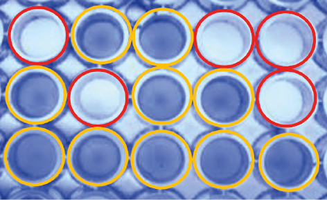Example of an Enzyme-Linked Immunosorbent Assay (ELISA) plate with liquid (red circles) and frozen (yellow circles) wells differentiated according to their appearance.