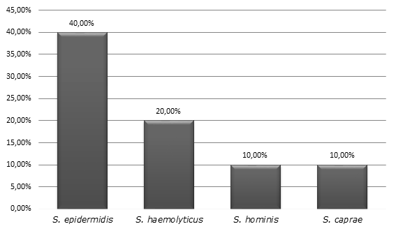 Frequency of Staphylococcus isolated in the samples positives of blood cultures. Caruaru, PE, Brazil, 2015 - 2016