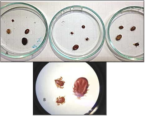 A) carrapatos em placas de Petri antesda adio da suspenso microbiana; B) carrapatoseleitos para os testes. Imagens visualizadas em estereomicroscpio.
