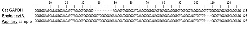 Nucleotide alignment of partial cat GAPHD and bovine cytochrome B (cytB) genes and the sequence obtained after PCR for the papillary sample, evidencing its identity with bovine.