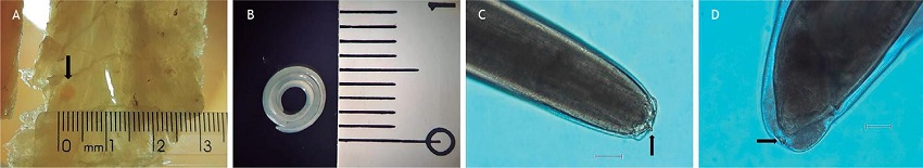 Larvas L3 de nematódeos anisaquídeos isolados de
Gadus chalcogrammus. (A) Vista macroscópica da larva encistada no filé, em mesa de luz. (B) Larva desencistada observada ao microscópio estereoscópico. (C) Detalhe microscópico da região anterior com dente larval (seta). (D) Detalhe microscópico da região posterior apresentando múcron (seta). Barra de escala C,D = 50 µm.