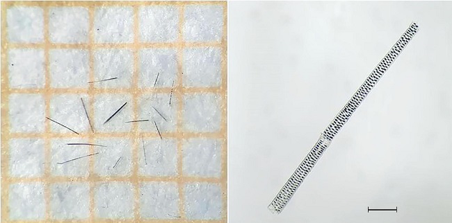 Fragmentos de pelos de roedor isolados de amostra de páprica (A) vistos em microscópio estereoscópico sobre papel milimetrado e (B) em microscópio óptico evidenciando o detalhe do padrão medular de Mus musculus L.