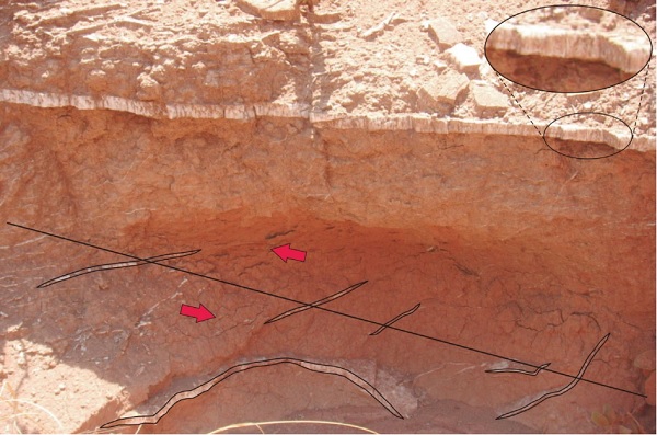 Picture showing the presence of fibrous gypsum-fillings in sigmoid tensional fractures (indicated by the opposing arrows). By contrast, in the upper part a fibrous gypsum pseudobed fills a nearly horizontal fracture.