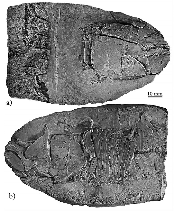 IGM 8873, holotype of Vinctifer ferrusquiai sp. nov.  from the Kimmeridgian deposits of the Llano Yosobé, near Tlaxiaco, Oaxaca, Mexico.