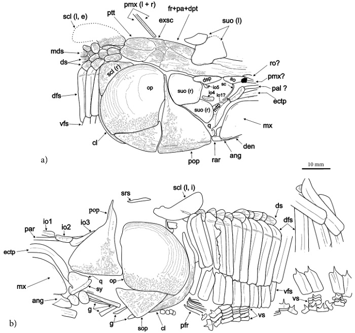 Idealized line drawing of IGM 8873, holotype of Vinctifer ferrusquiai sp. nov.  from the Kimmeridgian deposits of the Llano Yosobé, near Tlaxiaco, Oaxaca, Mexico (based on Figure 2). Abbreviations: ang, angular; cl, cleithrum; den, dentary; dfs, dorsal flank scale; dms, dorsal middle scale; ds, dorsal scale; dsp, dermosphenotic; ectp, ectopterygoid; exsc, extrascapular; fr+pa+dpt, fronto-parietal-dermopterotic (fusion of frontal, parietal, and demopterotic bones); g, gill elements; io 1-5, infraorbital; mtp, metapterygoid; mx, maxilla; op, opercle; pal, palatine; par, parasphenoid; pfr, pectoral fin ray; pmx, premaxilla; pmx (l + r), rostrum (including the terminal ends of both maxillae); pop, preopercle; ptt, posttemporal; q, quadrate; sc, sclerotic; scl, supracleitrum; sop, subopercle; so, supraorbital; suo, suborbital; rar, retroarticular; ro, rostral; srs, skull roof section; sy, sympletic; vfs, ventral flank scale; vs, ventral scale. Abbreviations enclosed in parentheses: e, external surface; i, internal surface; l, left side; r, right side.