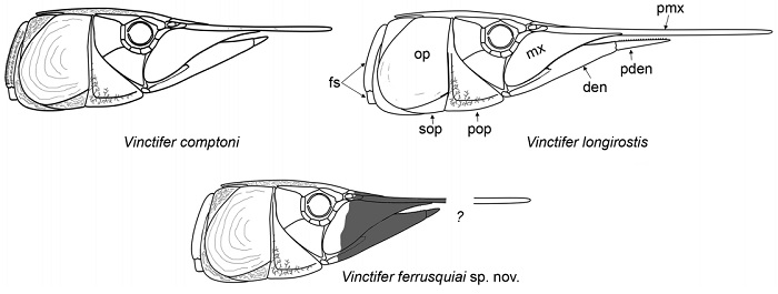 Heads of the three species of Vinctifer highlighting the differences in the proportions of predentary and premaxillae bones, as well as in the ganoine ornaments on flank scales and dermal head bones. Abbreviations: den, dentary; fs, flank scale; mx, maxilla; op, opercle; pden, predentary; pmx, premaxilla; pop, preopercle; sop, subopercle. Gray area covers that part of the head of Vinctifer ferrusquiai that is unknown.