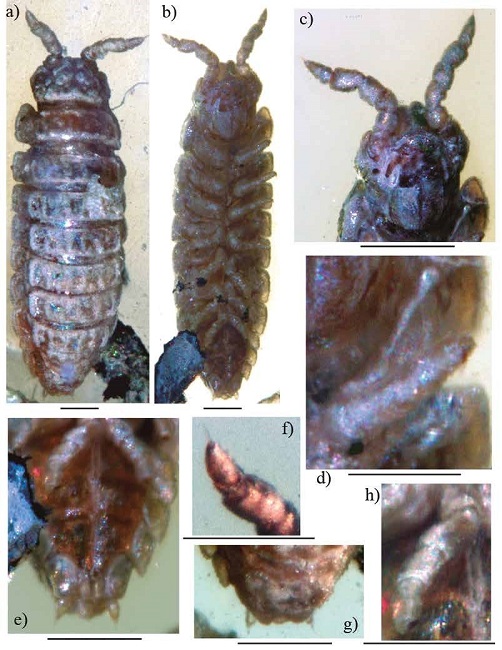 Archeostenoniscus robustus gen. nov. sp. nov., ♀ adult holotype (IHNFG-4988/A); (a, b) General habitus, dorsal and ventral views; (c) Mouth; (d) Pereiopod I; (e) Pleon, telson and uropods in ventral view; (f) Second antenna; (g) Pleon, telson and uropods in dorsal view; (h) Pereiopod VII.Scale bars = 200 &micro;m.
