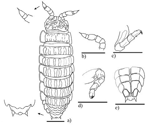 Archeostenoniscus robustus gen. nov. sp. nov., ♀ adult holotype (IHNFG-4988/A); (a) General habitus, dorsal view; (b) Second antenna; (c) Pereiopod I; (d) Pereiopod VII; (e) Pleon, telson and uropods in dorsal view. Scale bars = 200 &micro;m.