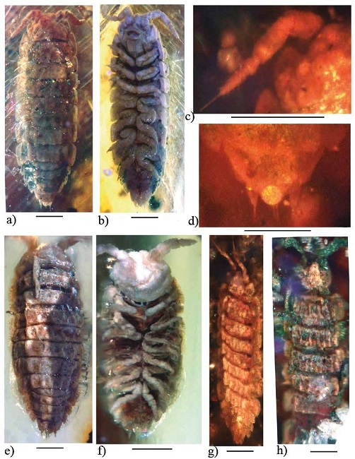 Archeostenoniscus mexicanus gen. nov. sp. nov., adult holotype (IHNFG-4996); (a, b) General habitus, dorsal and ventral views; (c) Twojointed flagellum of the antenna; (d) Telson and uropods in dorsal view. Archeostenoniscus sp. 1, (IHNFG-5304); (e, f) General habitus, dorsal and ventral views. Archeostenoniscus sp. 2, (IHNFG-4989); (g) General habitus, dorsalview. (h) Incomplete specimen putatively assigned to Archeostenoniscus, (IHNFG-4988/B). Scale bars = 200 &micro;m.