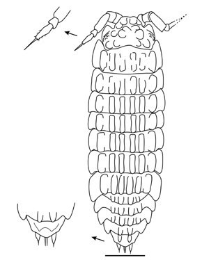 Archeostenoniscus mexicanus sp. nov., adult holotype (IHNFG-4996), general habitus, dorsal view; close-up of the antennal flagellum and of the telson and uropods are figured. Scale bar = 200 &micro;m.