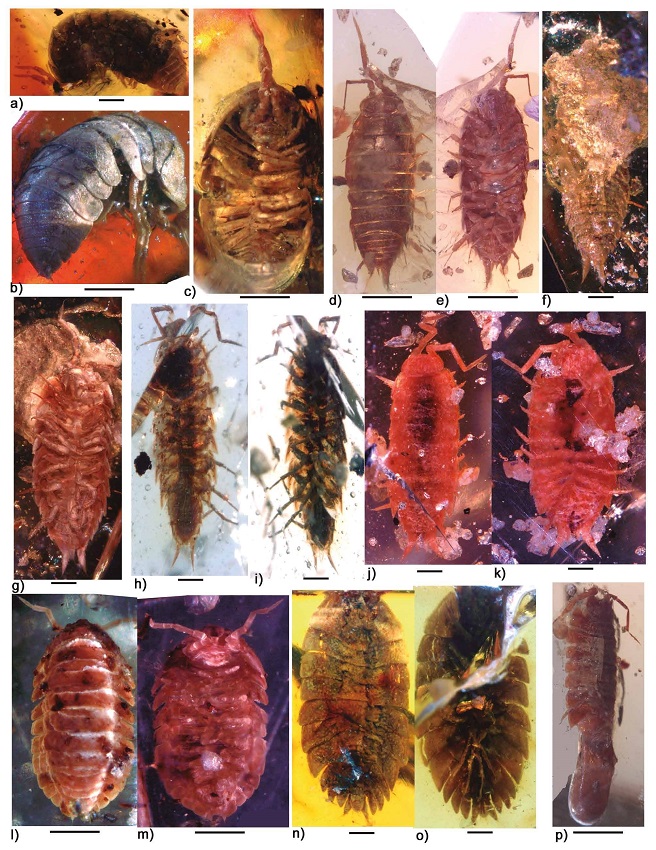 Palaeospherarmadillo mazanticus Broly, gen. nov.sp. nov., paratype (IHNFG-4998); (a&ndash;c) General habitus, lateral and ventral views. Undefined crinochetan specimens preserved in Chiapas amber. IHNFG-5305; (d, e) General habitus, dorsal and ventral views. IHNFG-5306; (f, g) General habitus, dorsal and ventral views. IHNFG-5307; (h, i) General habitus, dorsal and ventral views. IHNFG-5308; (j, k) General habitus, dorsal and ventral views. IHNFG-5309; (l, m) General habitus, dorsal and ventral views. IHNFG-2928; (n, o) General habitus, dorsal and ventral views. IHNFG-5310; (p) General habitus. Scale bars = 200 &micro;m.