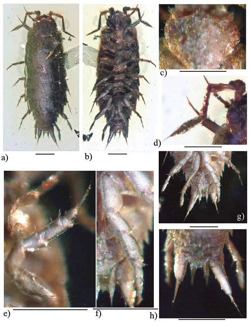 Palaeolibrinus spinicornis gen. nov. sp. nov., ♂ adult holotype (IHNFG-4984); (a, b) General habitus, dorsaland ventral views; (c) Cephalon in dorsal view; (d) Antenna; (e) Pereiopod II; (f) Pereiopod VII; (g) Pleopod 2-5; (h) Pleotelson with uropods, dorsal view. holotype in dorsal view. Scale bars = 200 &micro;m.