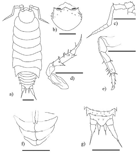 Palaeolibrinus spinicornis gen. nov. sp. nov., ♂ adult holotype (IHNFG-4984); (a) General habitus, lateral view; (b) Cephalon in dorsal view; (c) Antenna; (d) Pereiopod II; (e) Pereiopod VII; (f) Pleopod 2-5; (g) Pleotelson with uropods, dorsal view. Scale bars = 200 &micro;m.